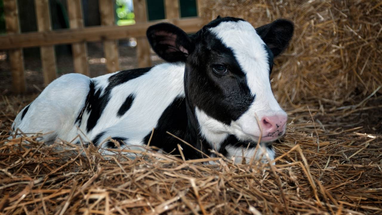 Bienestar Animal Vacas Lecheras: Paja Picada Comodidad y Salud